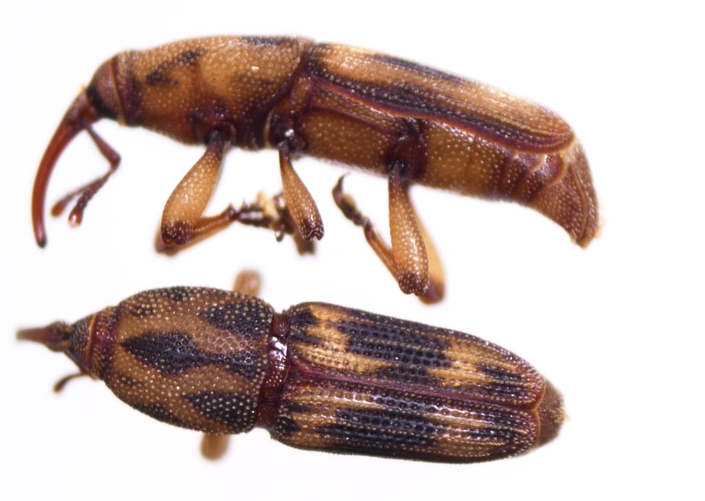 Red-brown Weevil