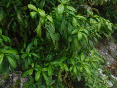 Tabernaemontana citrifolia