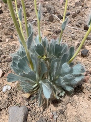 Arctomecon californica