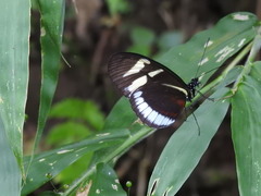 Heliconius cydno
