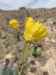 Arctomecon californica