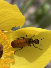 Eupompha schwarzi