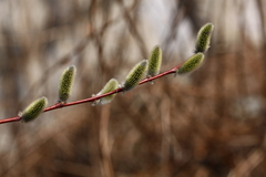 Salix rorida