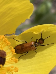 Eupompha schwarzi