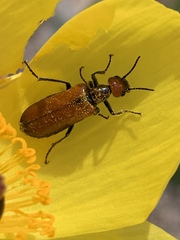 Eupompha schwarzi