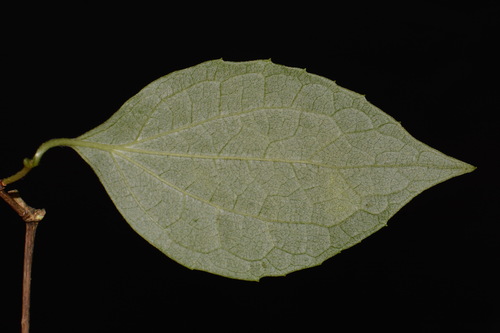 Philadelphus pubescens, photograph 2