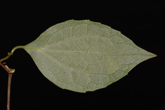 Philadelphus pubescens, photograph (c) Brian Finzel, some rights reserved (CC BY-SA)