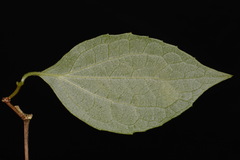 Philadelphus pubescens, photograph (c) Brian Finzel, some rights reserved (CC BY-SA)