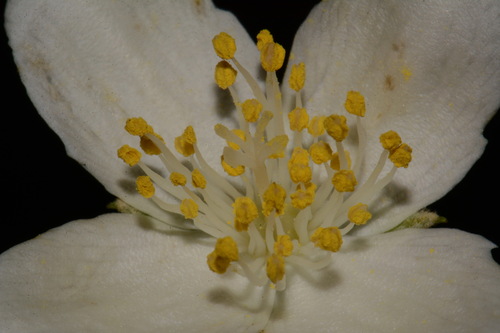 Philadelphus pubescens, photograph 5