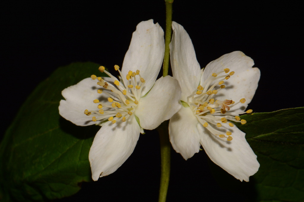 Philadelphus pubescens — an easy houseplant, prefers full sun light