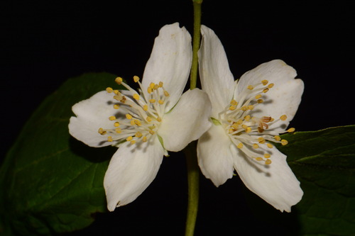 Philadelphus pubescens — fragrant houseplant