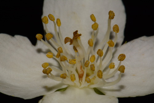 Image of Broad-leaved Mock-orange by (c) Brian Finzel, some rights reserved (CC BY-SA)