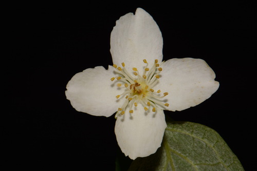 Philadelphus pubescens, photograph 4