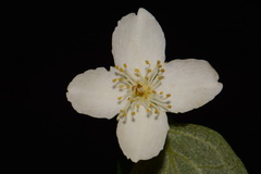 Philadelphus pubescens, photograph (c) Brian Finzel, some rights reserved (CC BY-SA)