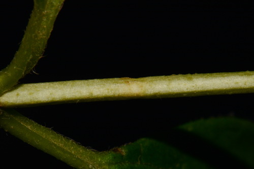 Philadelphus pubescens, photograph 6