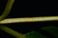 Philadelphus pubescens, photograph (c) Brian Finzel, some rights reserved (CC BY-SA)