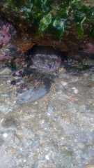 Bunodosoma granuliferum