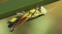 Dichroplus vittigerum