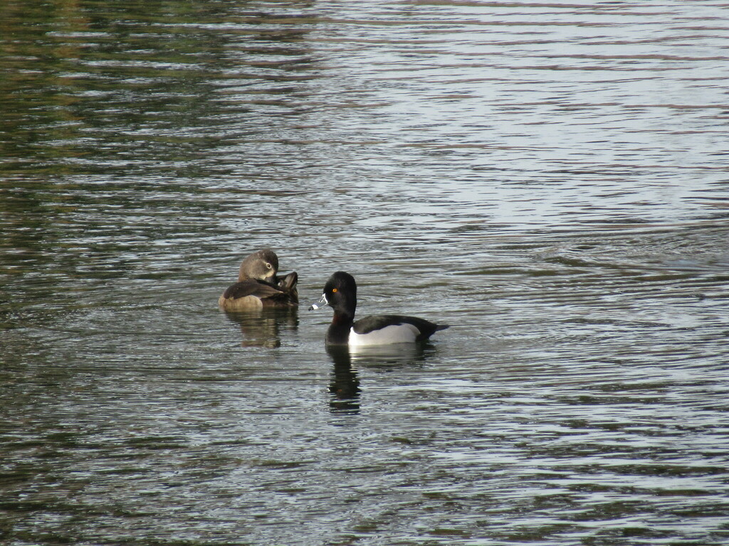 Ring necked duck from berryessa san jose ca usa on december 14 2023