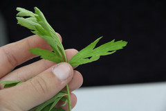 Geum laciniatum