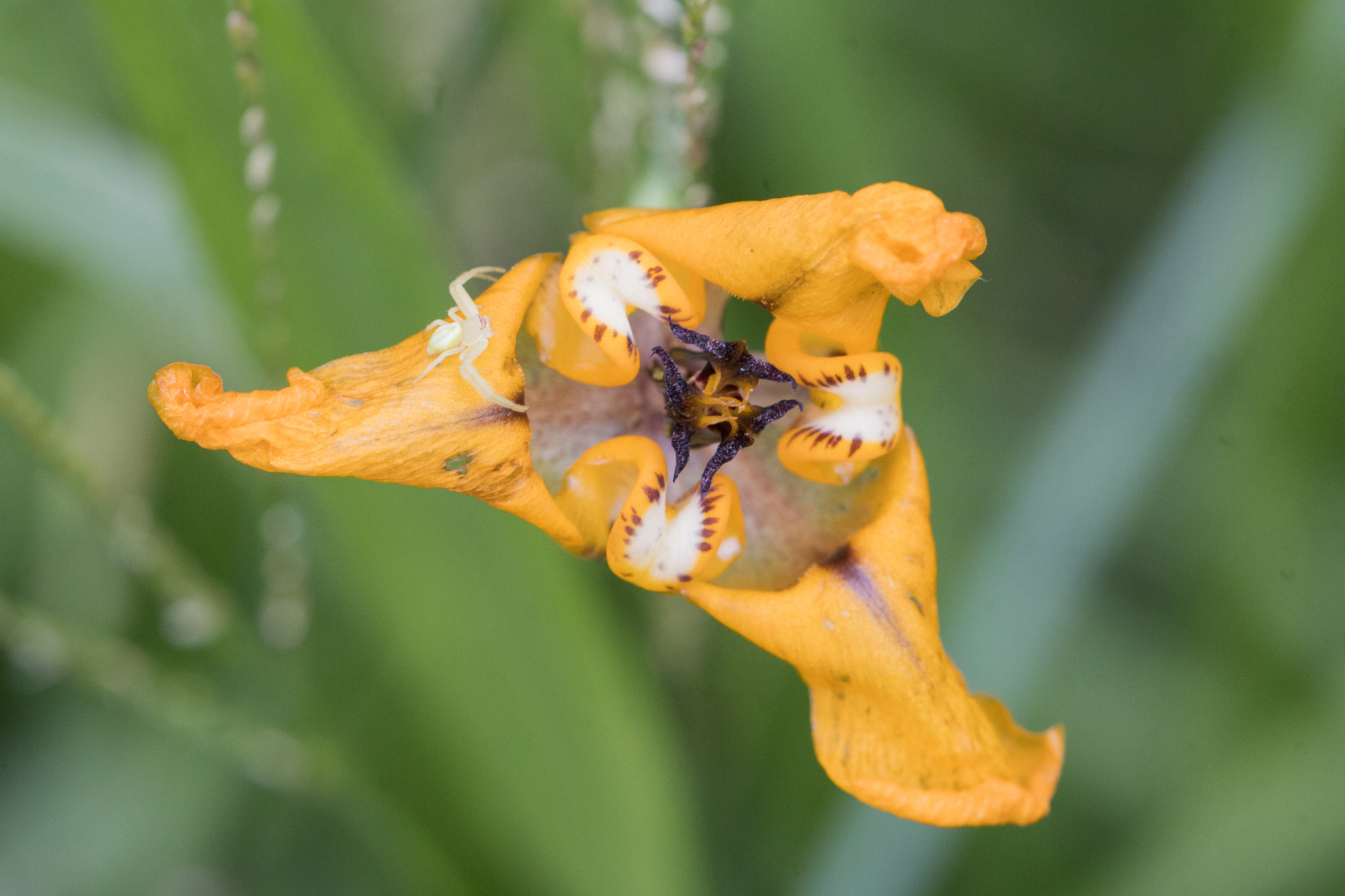 Cypella herbertii