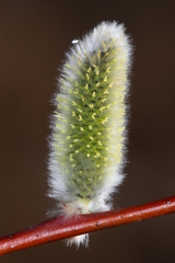 Salix rorida