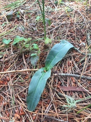 Piperia