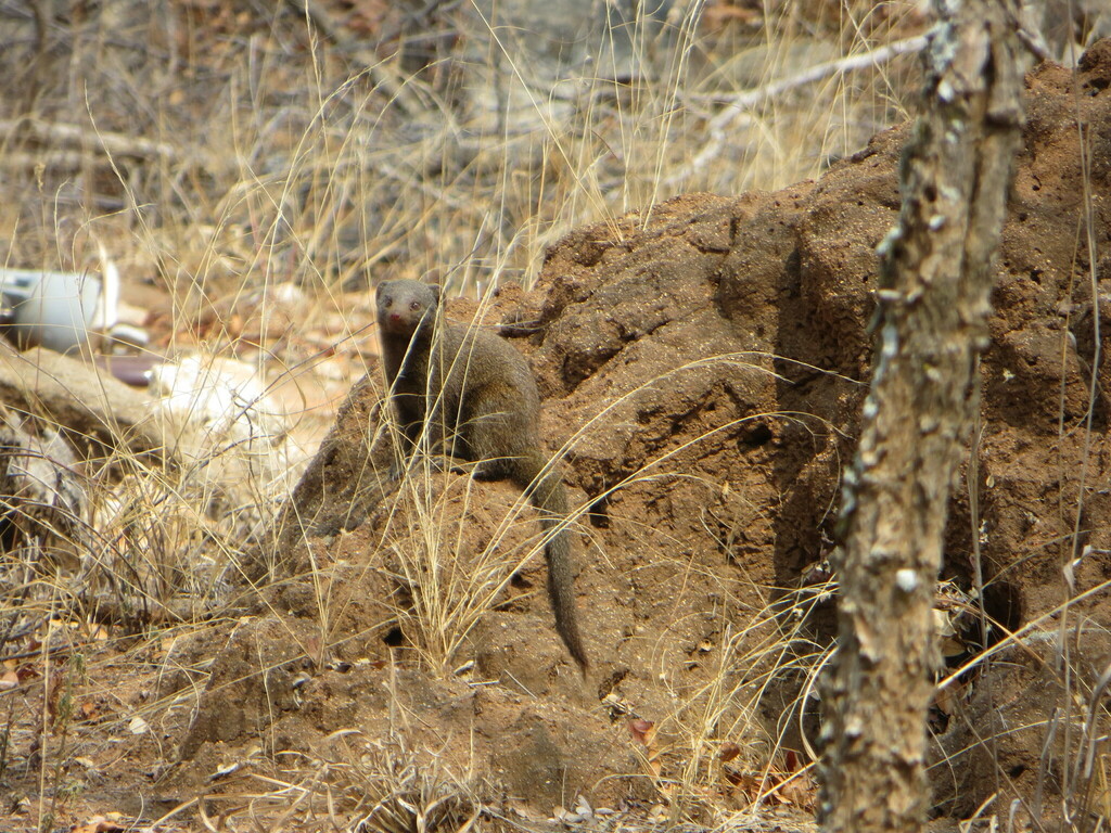 Common Dwarf Mongoose from Mopani District Municipality, South Africa ...