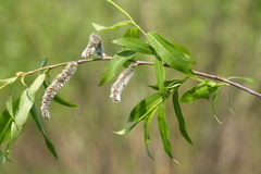 Salix rorida