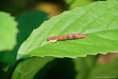 Pseudocollix hyperythra