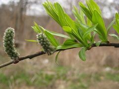 Salix schwerinii