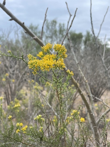 Image of Xylothamia diffusa by (c) Sula Vanderplank, some rights reserved (CC BY)
