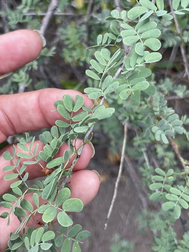 Image of Mimosa distachya by (c) Sula Vanderplank, some rights reserved (CC BY)