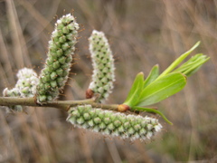 Salix schwerinii