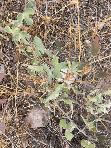 Image of Passiflora arida by (c) Sula Vanderplank, some rights reserved (CC BY)