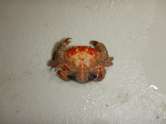 Platyactaea setigera