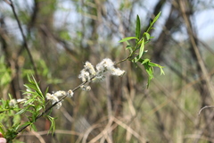 Salix schwerinii