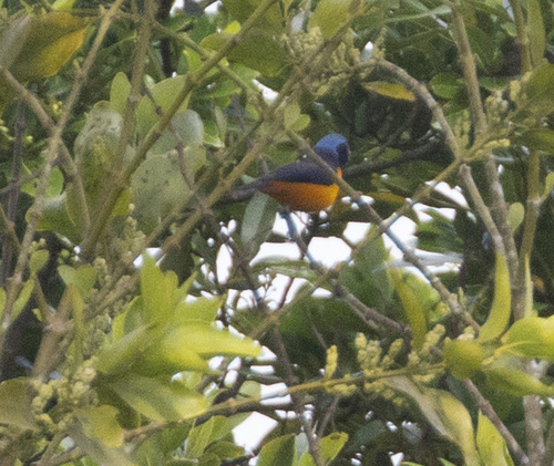 Hispaniolan Euphonia (Chlorophonia musica), photo 10