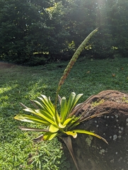 Werauhia gladioliflora image
