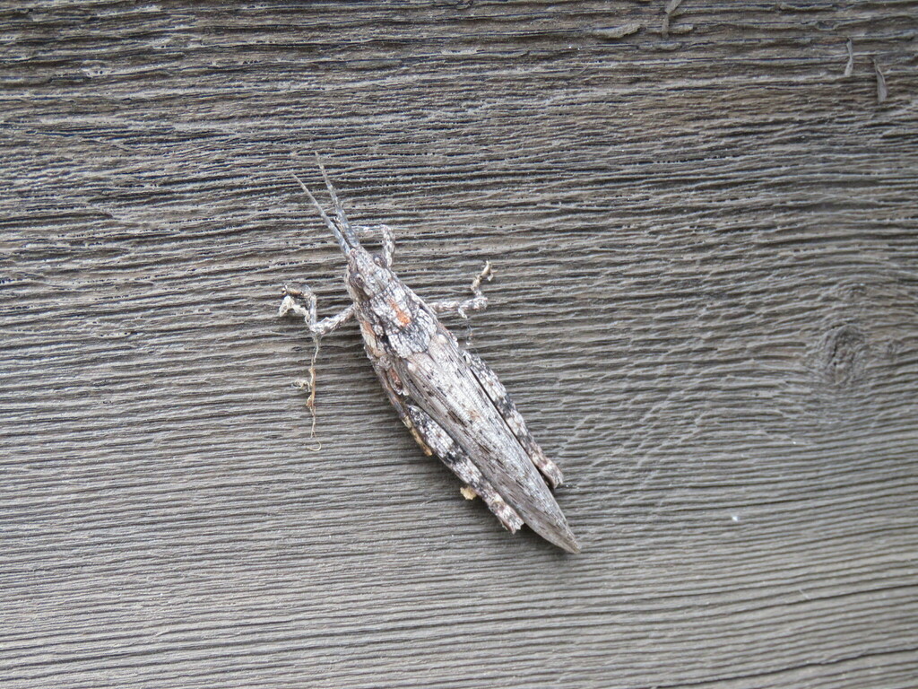 Barkmimicking from 20 Proctor St, St Andrews VIC 3761