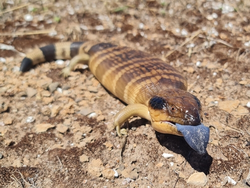 Western Blue-Tongued Lizard, Tiliqua occipitalis