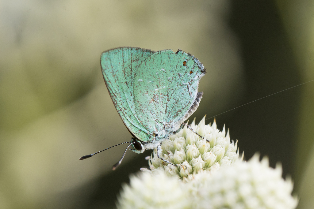 Erora campa