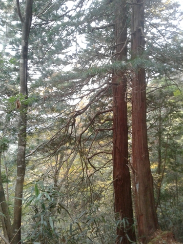 koyamaki
