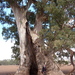 Eucalyptus camaldulensis minima - Photo (c) Dean Nicolle, algunos derechos reservados (CC BY-NC), subido por Dean Nicolle