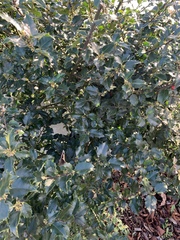 Ilex aquifolium