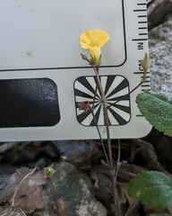 Ipomoea minutiflora image