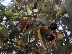 Prunus serotina salicifolia