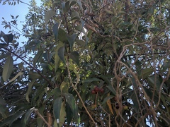 Prunus serotina salicifolia