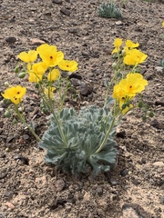 Arctomecon californica