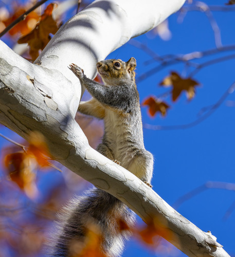 Arizona Gray Squirrel, Madera Canyon Picnic Area, Madera Picnic Area, Green Valley, AZ 85629, USA, photo 8 of 10